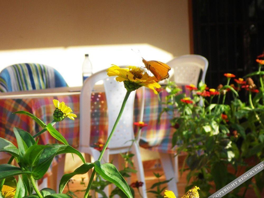 Aparthotel Casa Lily & Coco Las Terrenas Exterior foto